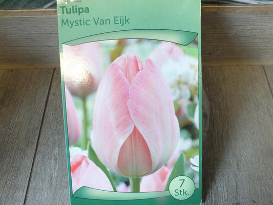 7 x Mystic Van Eijk Tulpenzwiebeln - winterharter Pflanzen für Garten und Balkon -mehrjährig - für Topf und Beet