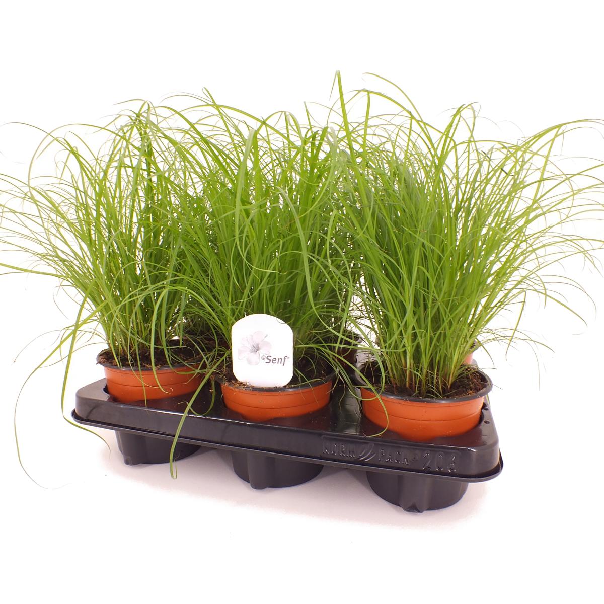 Kočičí trávník 25-30 cm Cyperus Zumula pro podporu trávení koček