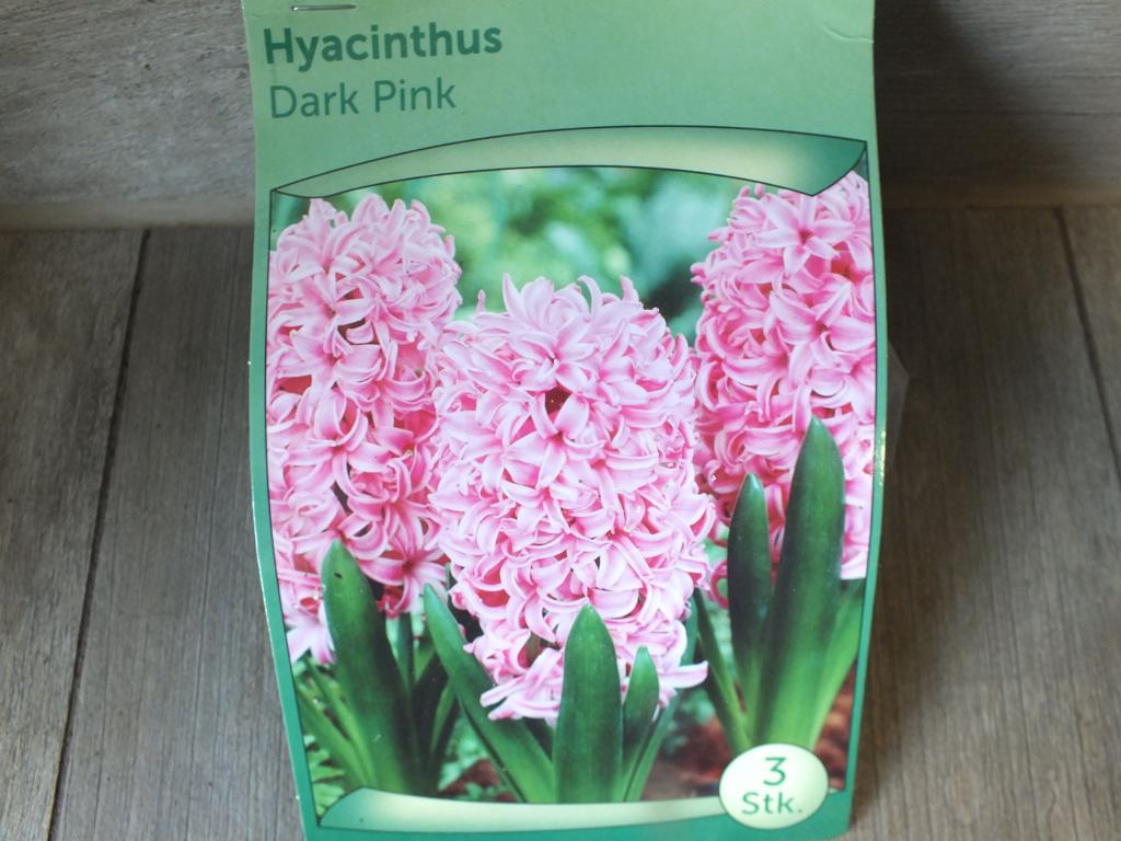 3 hyacinty - hyacinty tmavě růžové cibuloviny - mrazuvzdorné rostliny do zahrady a na balkon - trvalky - do květináčů a záhonů