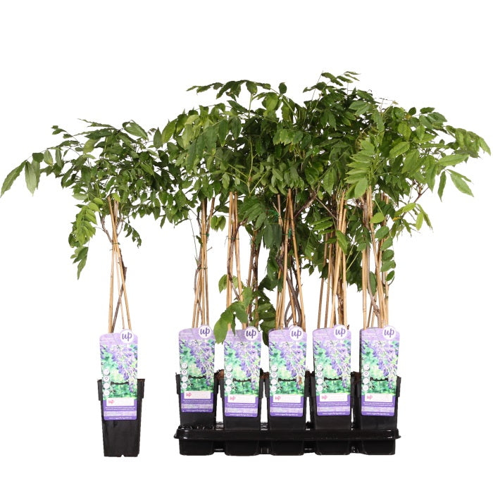 3 Wisteria sinensis Plodná 25-50 cm Čínská vistárie - popínavá rostlina