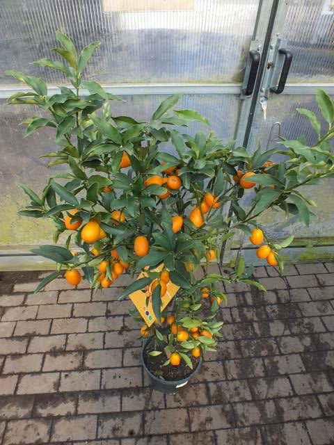Kumquat s ovocem 130-160 cm Fortunella margarita Citrus citrusová rostlina