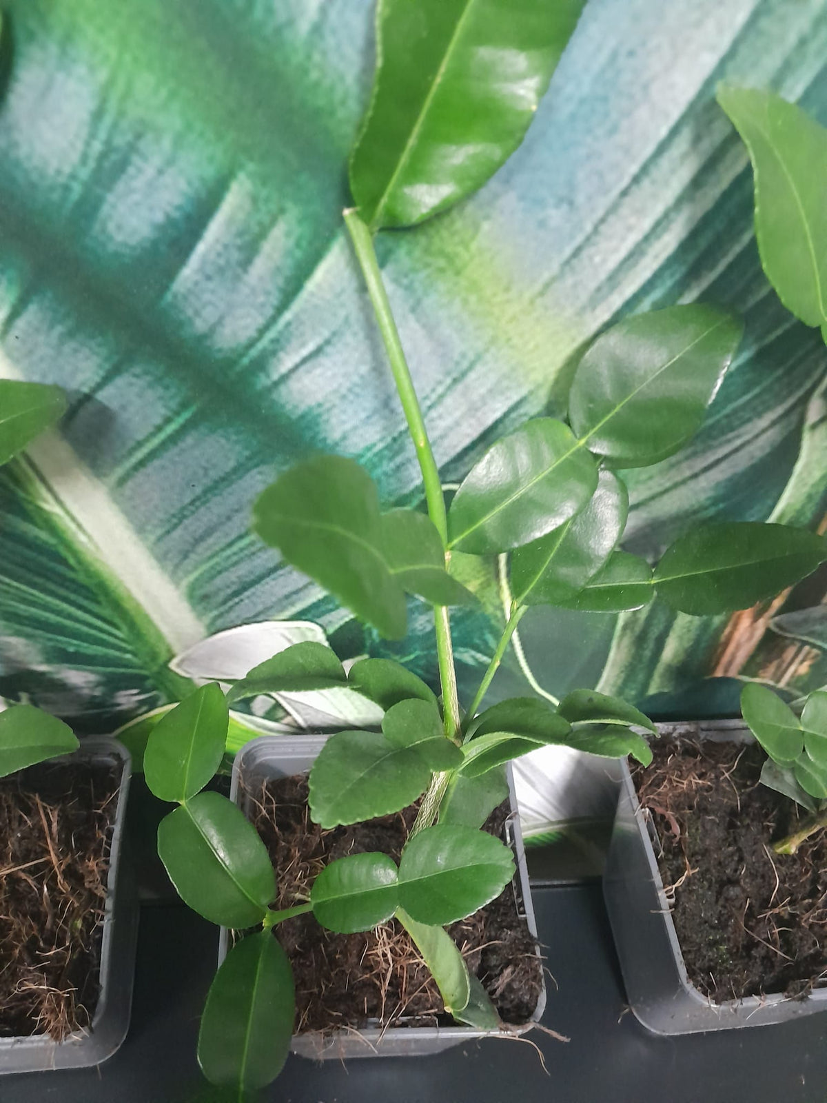 Bio kafrová limetka 30 cm Citrus Hystrix Kafrová limetka Papeda Combava