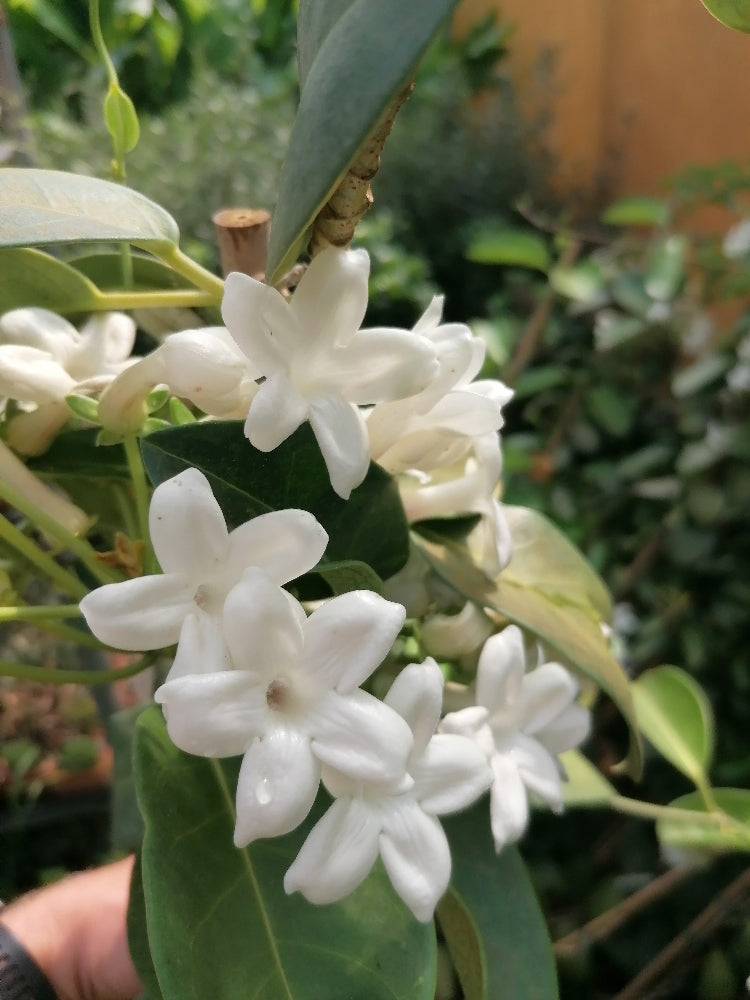 Stephanotis floribunda 150-200 cm am Stab - Kranzschlinge - mit weißen Blüten -  immergrüne Kletterpflanze - duftet sehr schön