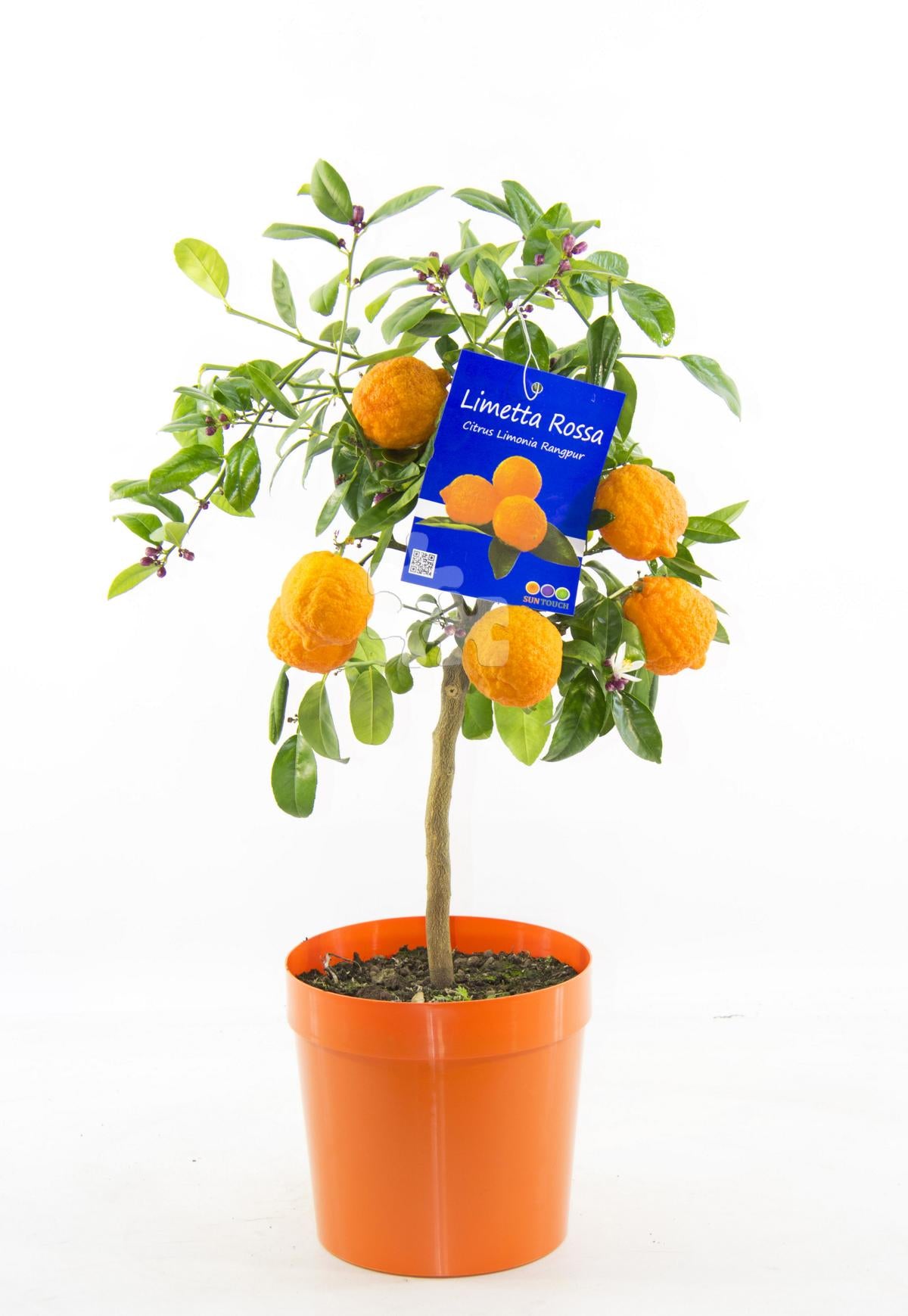 Citrus limonia - Rangpur-Limette Limetta Rossa - Lima Rossa