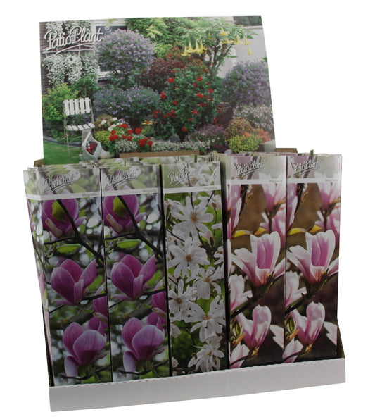 3 x Magnolie 30-40 cm 'Soulangeana', 'Susan' a 'Stellata' - Zahradní rostliny - Mrazuvzdorné