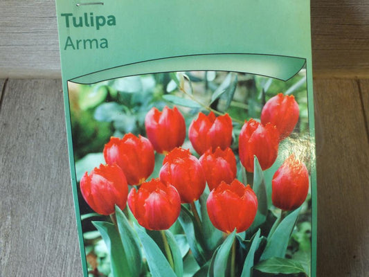 7 x cibule tulipánů Arma - mrazuvzdorné rostliny do zahrady a na balkon - trvalky - do květináčů a záhonů