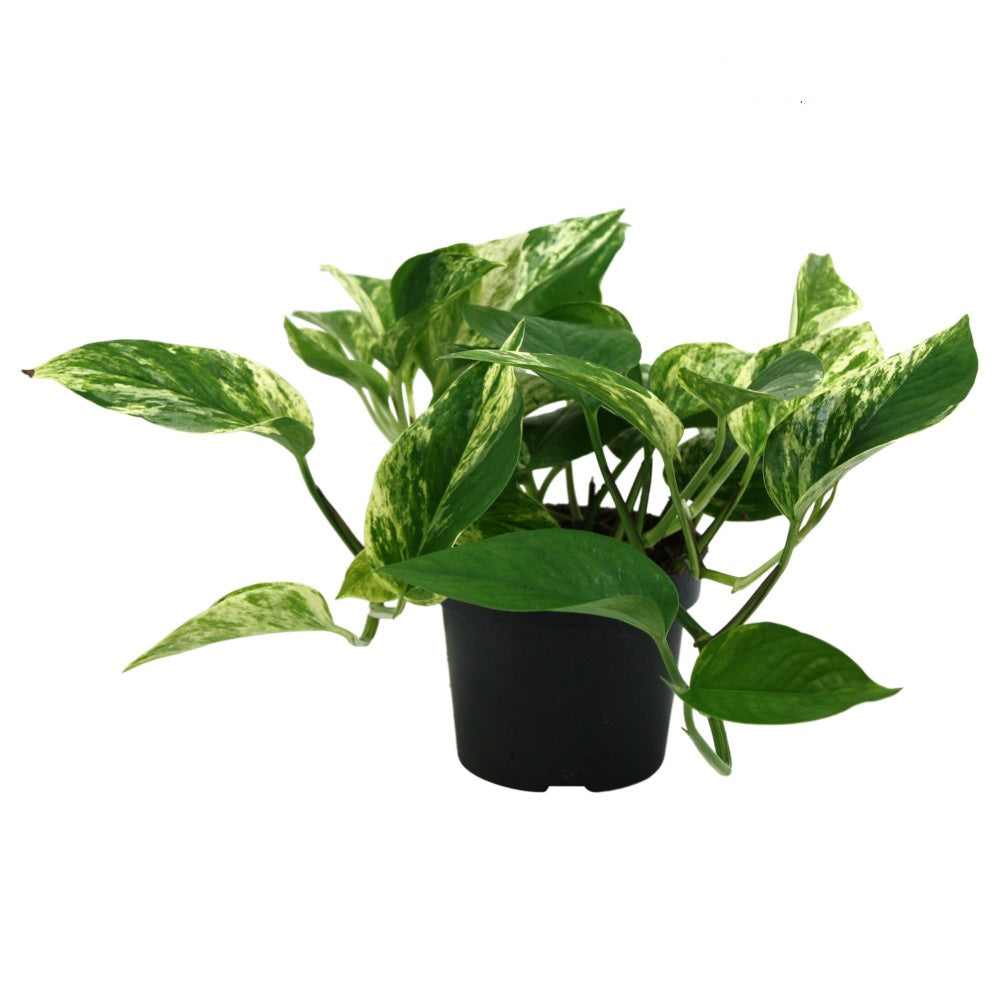 Epipremnum Marble Queen - Efeutute Topf Ø 12 / Höhe ca. 20 cm Rankpflanze Pflegeleicht Hängepflanze Zimmerpflanze