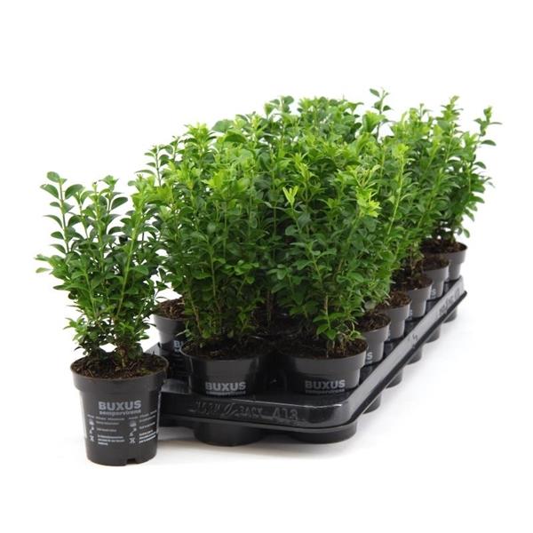 Zimostráz 25 cm keř Buxus sempervirens