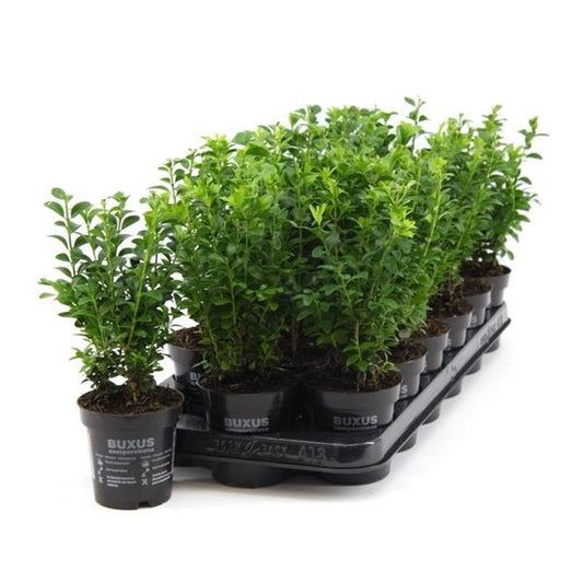 Buchsbaum 25 cm Strauch Buxus sempervirens