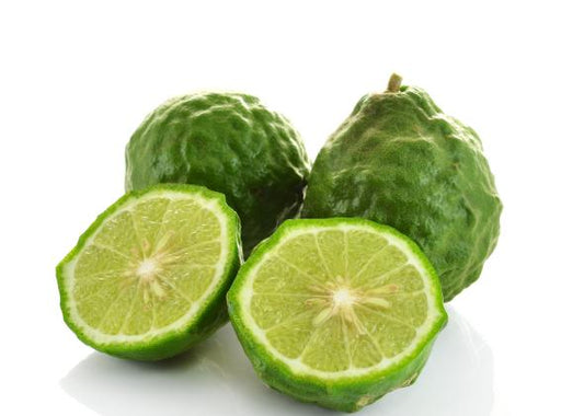 Bio kafrová limetka 30 cm Citrus Hystrix Kafrová limetka Papeda Combava