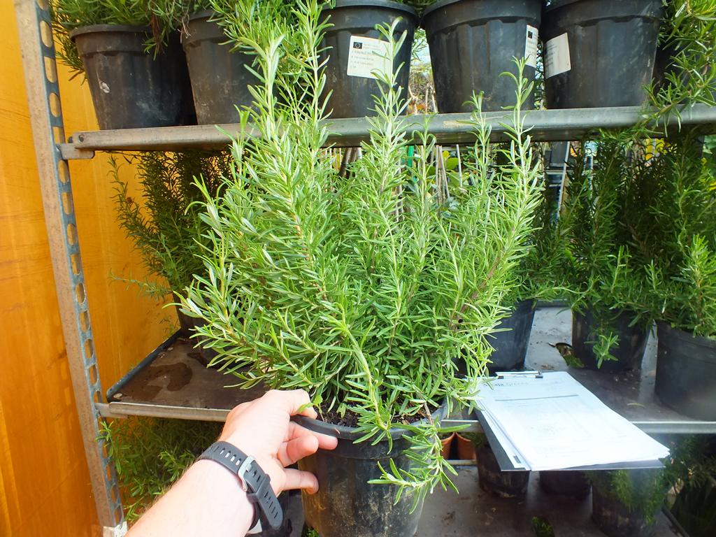 XXL Rozmarýn 40-60 cm Šalvěj rozmarýnová - Rosmarinus officinalis - Bylina - Koření