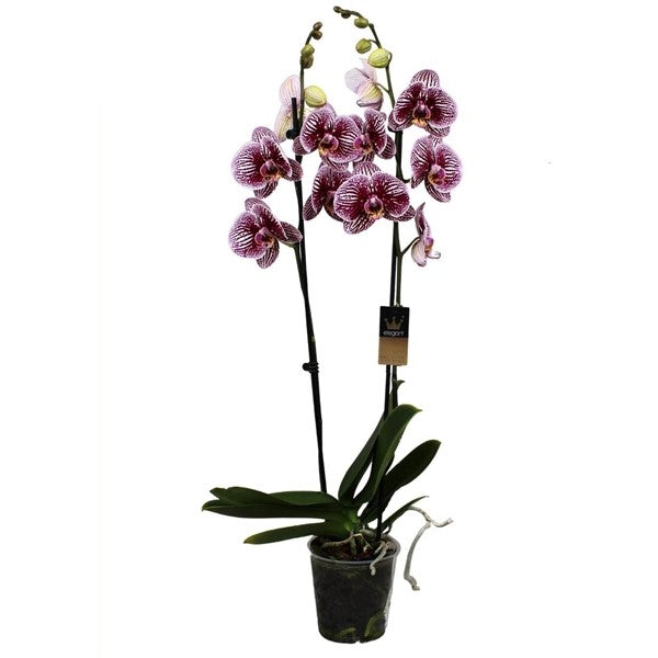 Phalaenopsis 50 cm 2 stonky - Orchideje - Květinová orchidej