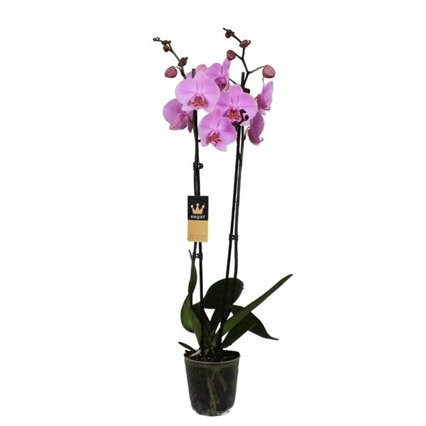 Phalaenopsis 50 cm 2 stonky - Orchideje - Květinová orchidej
