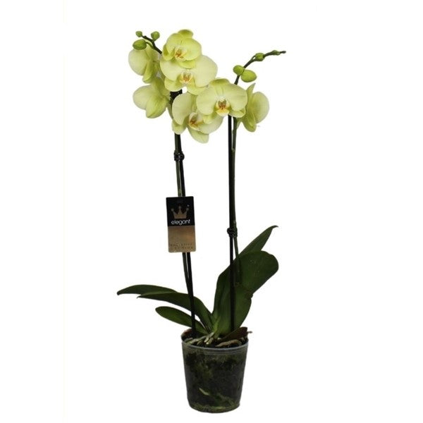 Phalaenopsis 50 cm 2 stonky - Orchideje - Květinová orchidej