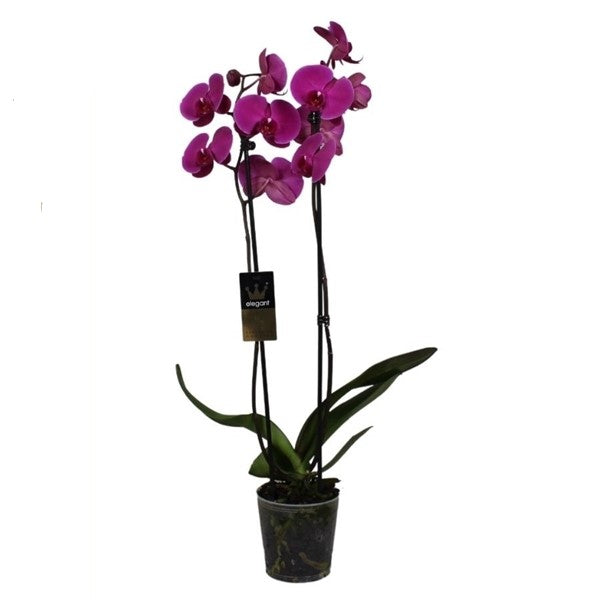 Phalaenopsis 50 cm 2 stonky - Orchideje - Květinová orchidej