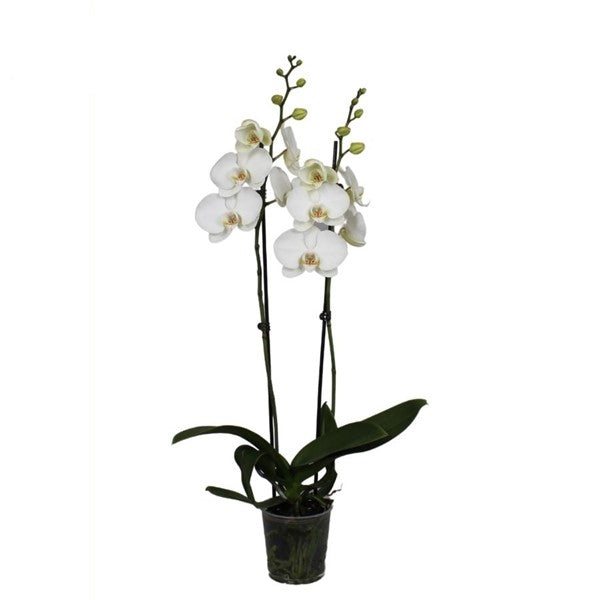 Phalaenopsis 50 cm 2 stonky - Orchideje - Květinová orchidej