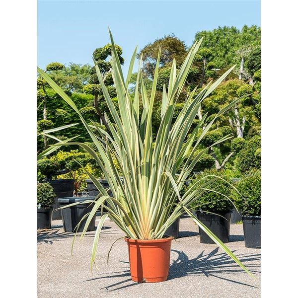 Phormium tenax Variegatum 80-100 cm - Neuseeländer Flachs / buntblättrig - Ausgefallener grün - weiss Farbverlauf auf den Blättern