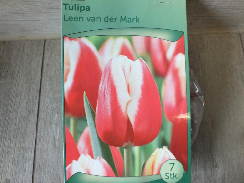 7 x cibule tulipánů Leen Van der Mark - mrazuvzdorné rostliny do zahrady a na balkon - trvalky - do květináčů a záhonů