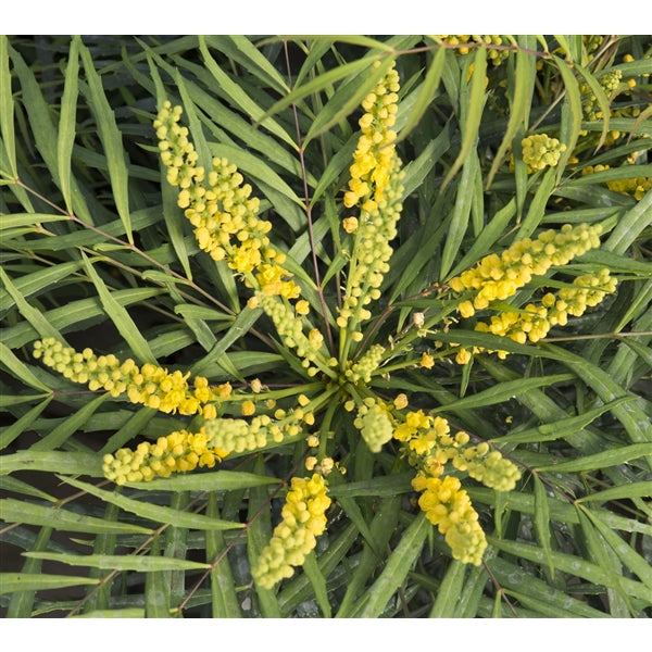 Mahonia eurybracteata 'Soft Caress' - mahonie čínská