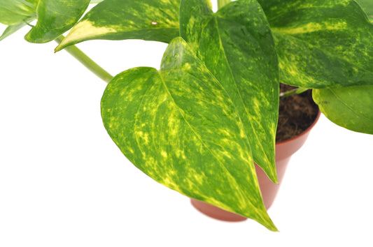 Epipremnum Aureum - Pothos Závěsná rostlina 40-44 cm dlouhé úponky Popínavá rostlina Snadno udržovatelná závěsná rostlina Pokojová rostlina