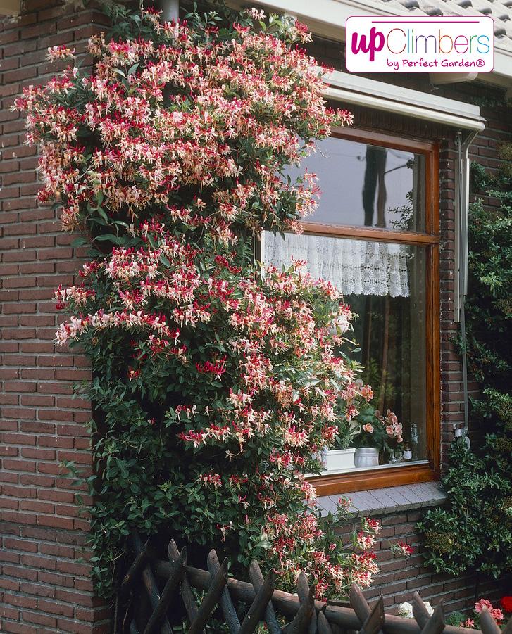 Echtes Geißblatt 60-80 cm Lonicera - Jelängerjelieber