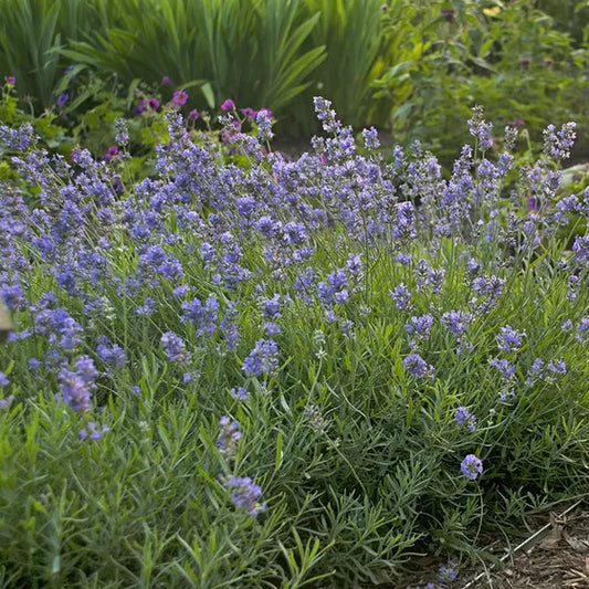 Zahradní levandule 'Blue Cushion'® 0,5l květináč - Lavandula angustifolia
