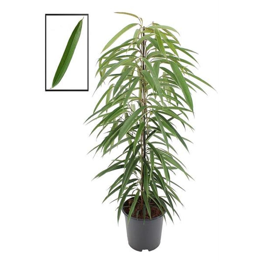 Schmalblättrige Birkenfeige 'Alii' 100-120 cm -  Ficus binnendijkii 'Alii'