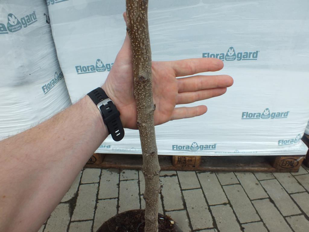 Meruňka 170 -200 cm Prunus armeniaca Currot - Meruňka - Ovoce