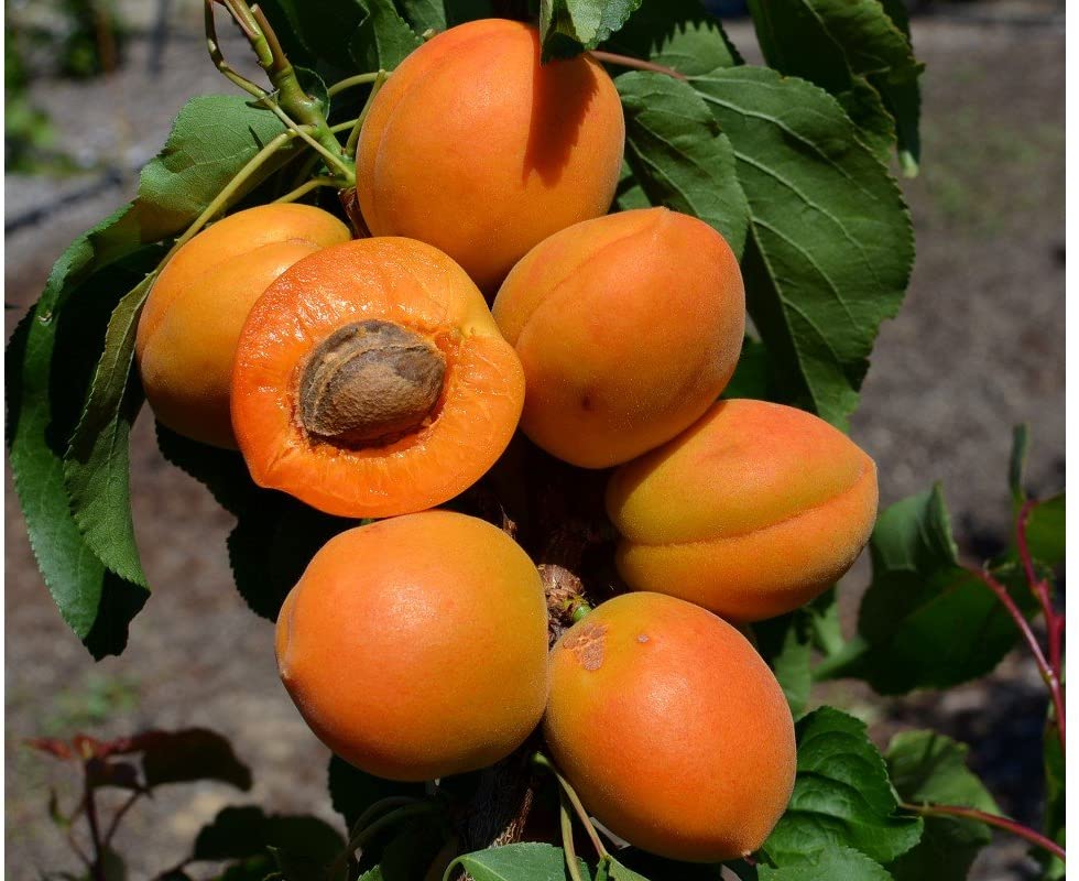 Sloupovité meruňky 80-100 cm / 2 litry květináč Meruňkový strom Prunus armeniaca