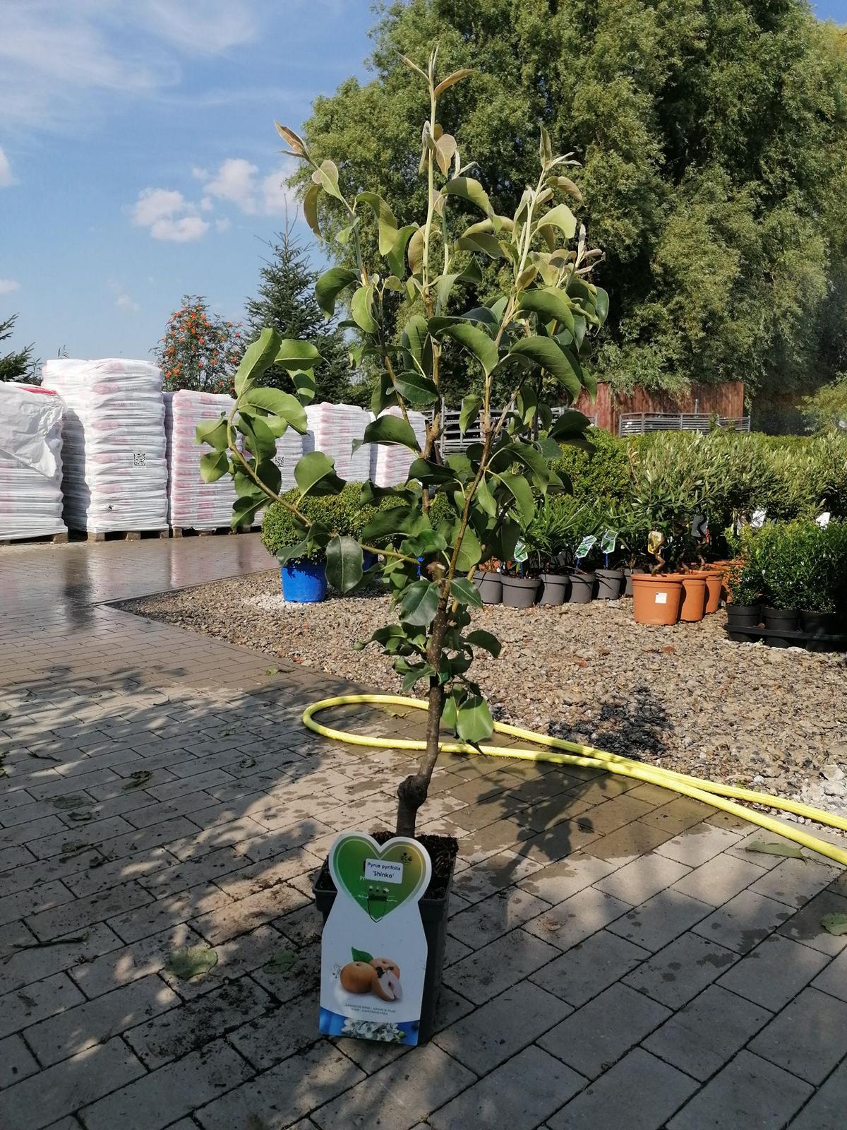 Hruška Nashi Shinko Pyrus pyrifolia Shinko