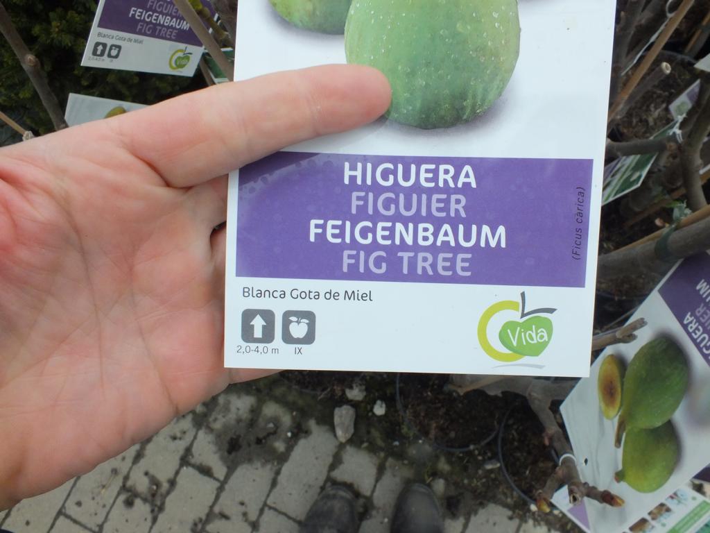 Feigenbaum- Ficus carica Gota de Miel ca 100 cm kräftiger Stamm  - echte Feige - Winterhart Obstbaum