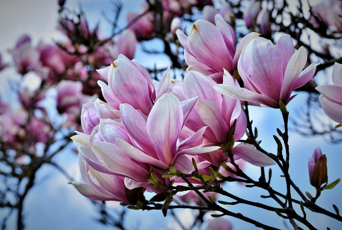Magnolie - Magnolie - Tulipán Magnolie - Tulipánovník - Keř