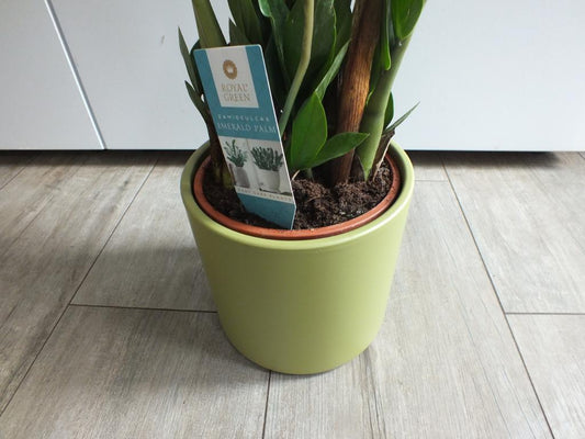Zamioculcas incl. Keramikübertopf ca. 80 cm Zamiifolia Zanzibar Glücksfeder Zimmerpflanze