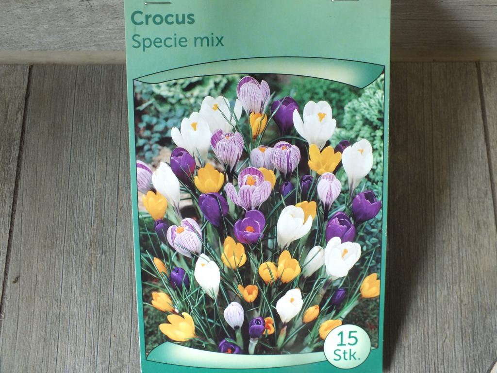 15 Stück XXL Krokusse Specie mix Blumenzwiebeln - winterharter Pflanzen für Garten und Balkon -mehrjährig - für Topf und Beet
