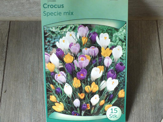 15 Stück XXL Krokusse Specie mix Blumenzwiebeln - winterharter Pflanzen für Garten und Balkon -mehrjährig - für Topf und Beet