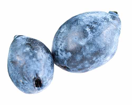 Sibirische Blaubeere - Lonicera caerulea