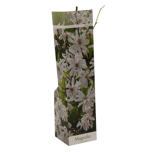 3 x Magnolien 30-40 cm 'Soulangeana', 'Susan' und 'Stellata' -Gartenpflanzen - Winterhart