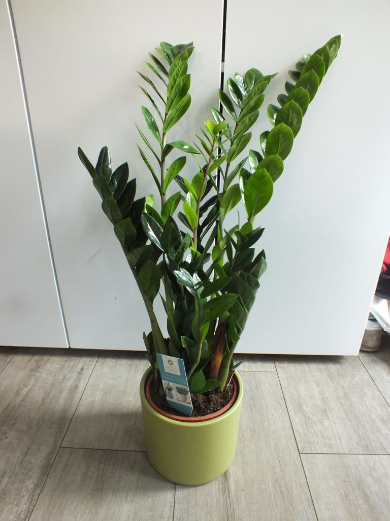 Zamioculcas včetně keramický květináč cca. 80 cm pokojová rostlina Zamiifolia Zanzibar Lucky Bamboo