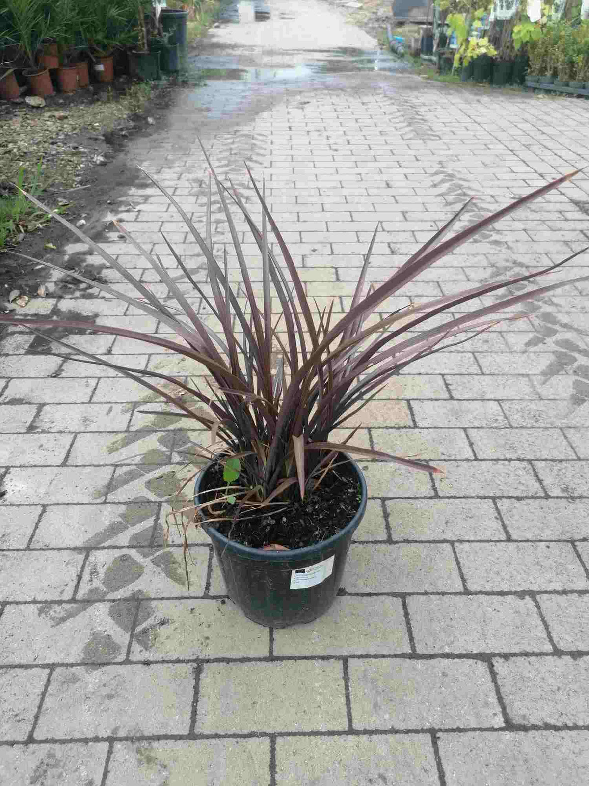 Červený novozélandský len - Phormium Special Red 60-80 cm - Rostlina - Mrazuvzdorná