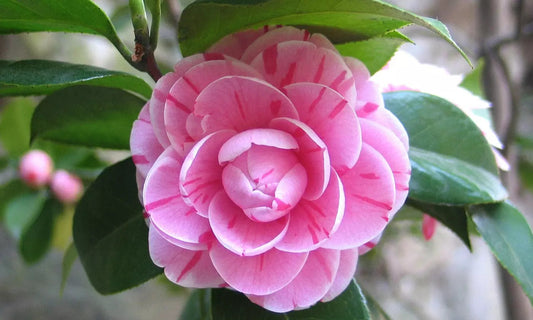 3x Kamélie (Camellia Japonica) v červené, růžové a bílé barvě - Kamélie