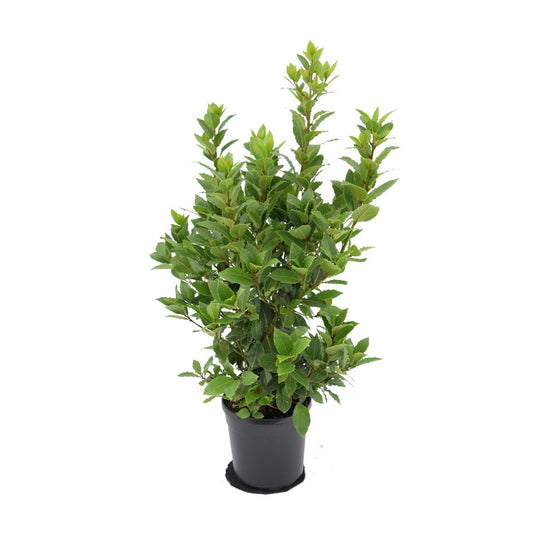 3 Stück echter Gewürzlorbeer - Laurus nobilis 40-60 cm