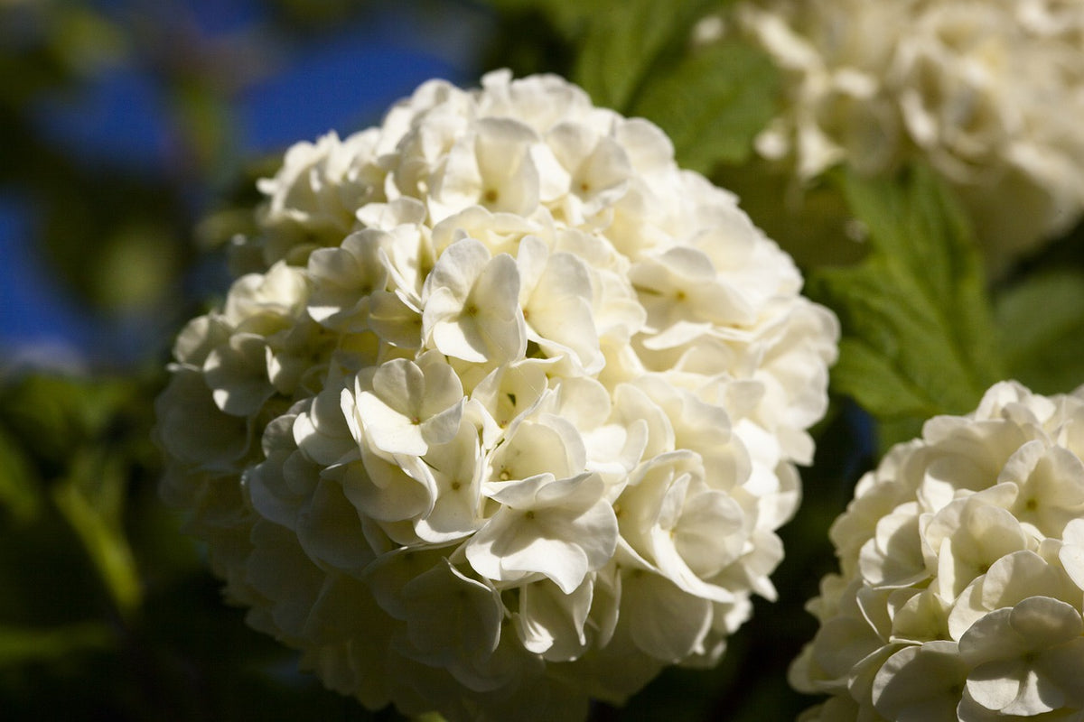 Viburnum opulus 'Roseum' - Dvojitá sněhová koule / Běžná sněhová koule 'Roseum'