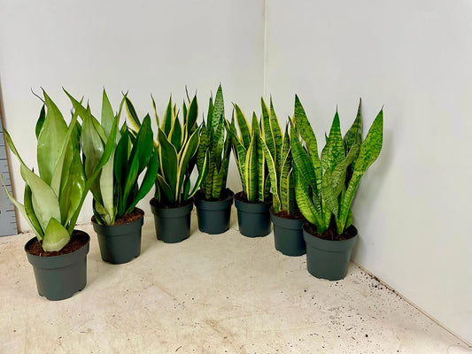 3 kusy Sansevieria mix 50-60 cm luk konopí lepší vnitřní ovzduší pokojová rostlina
