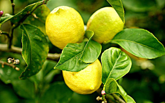 Citrus limon lunario - Citroník obecný - Citroník čtyř ročních období