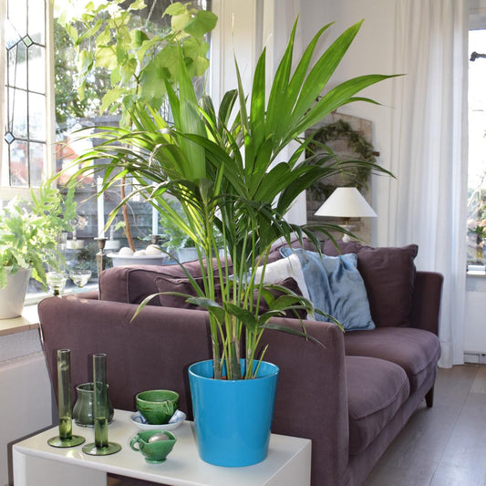 Kentia Palme - Howea forsteriana