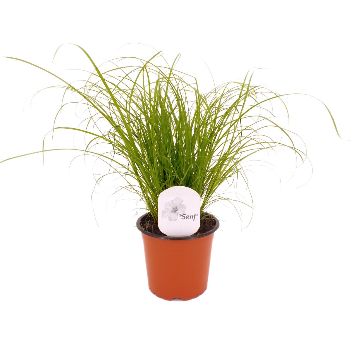 Kočičí trávník 25-30 cm Cyperus Zumula pro podporu trávení koček