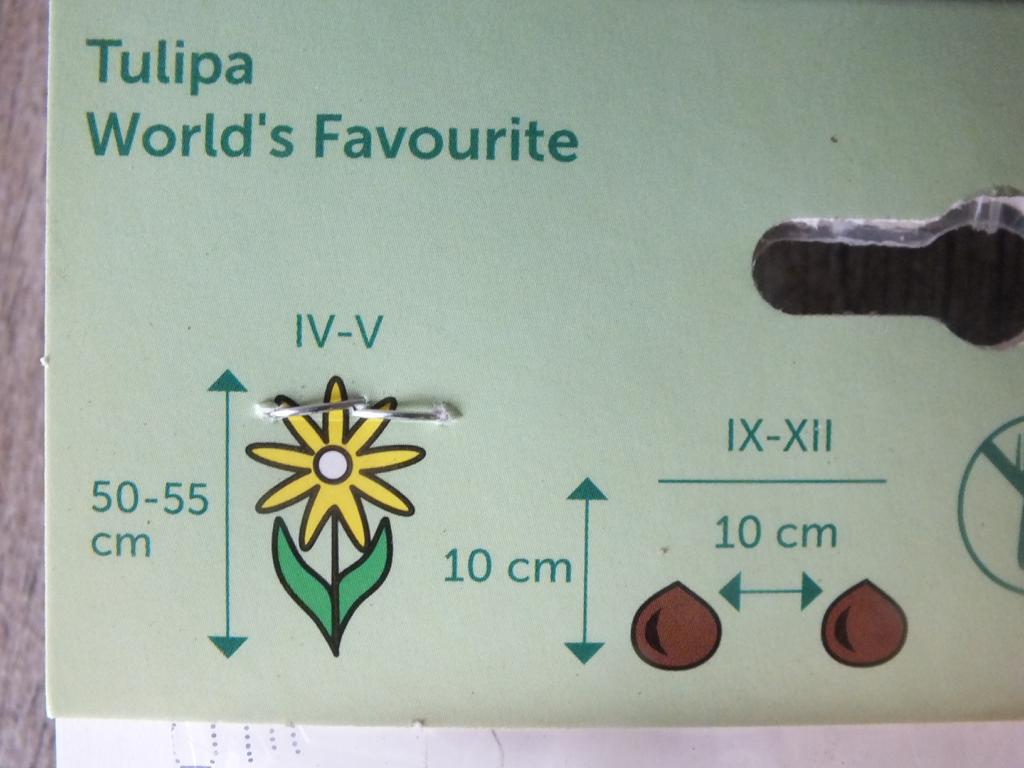 7 x Oblíbené cibule tulipánů světa - odolné rostliny do zahrady a na balkon - trvalky - do květináčů a záhonů