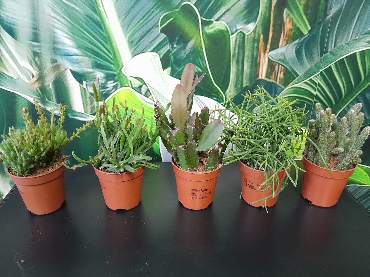 Rhipsalis Cassutha - kaktus říční - korálový kaktus - nenáročná pokojová rostlina