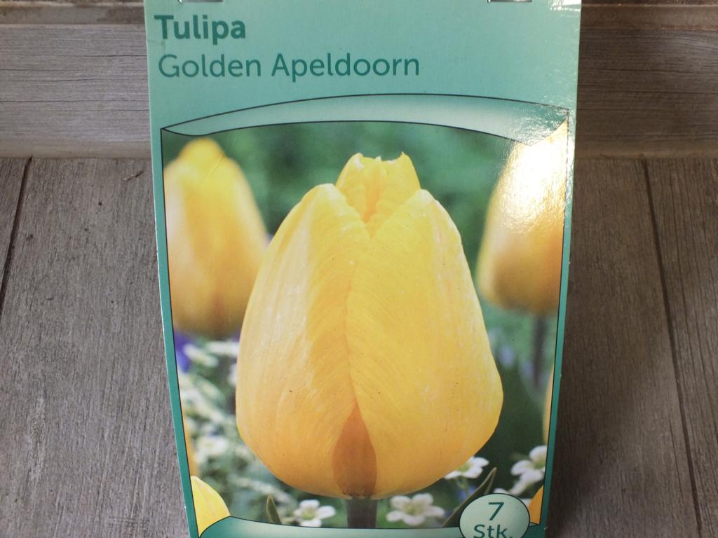 7 x cibule tulipánů Golden Apeldoorn - mrazuvzdorné rostliny do zahrady a na balkon - trvalky - do květináčů a záhonů