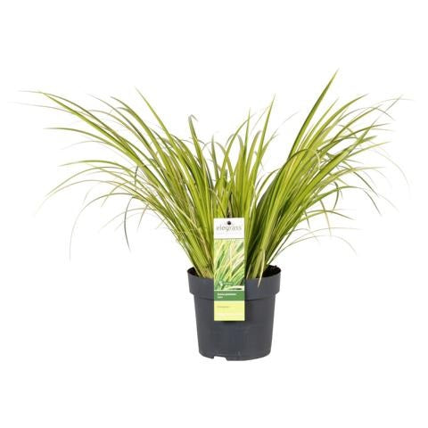 Acorus calamus - Kalmus - Sumpfpflanze - Wasserpflanze - Ziergräser